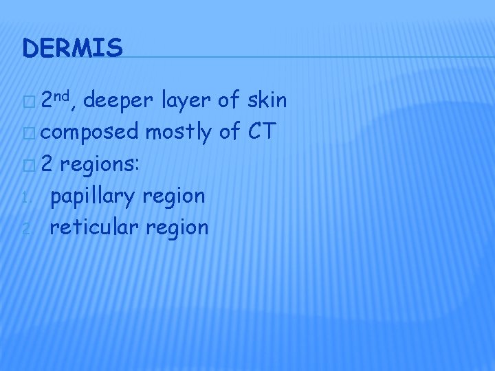 DERMIS � 2 nd, deeper layer of skin � composed mostly of CT � DERMIS � 2 nd, deeper layer of skin � composed mostly of CT �