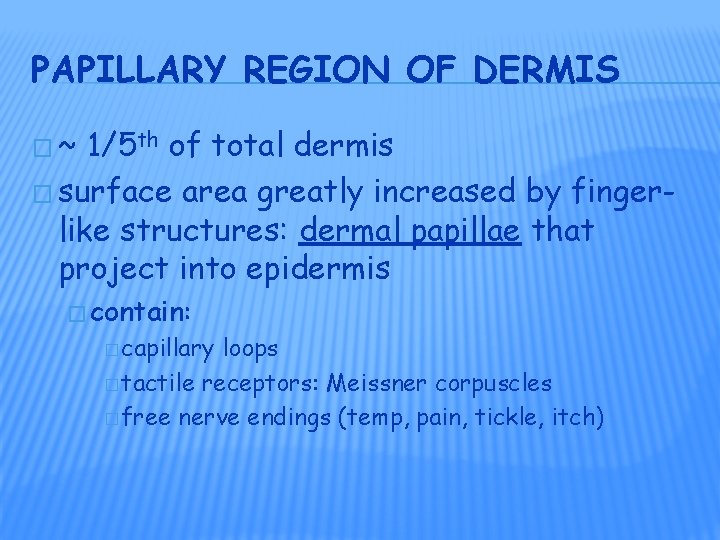 PAPILLARY REGION OF DERMIS �~ 1/5 th of total dermis � surface area greatly