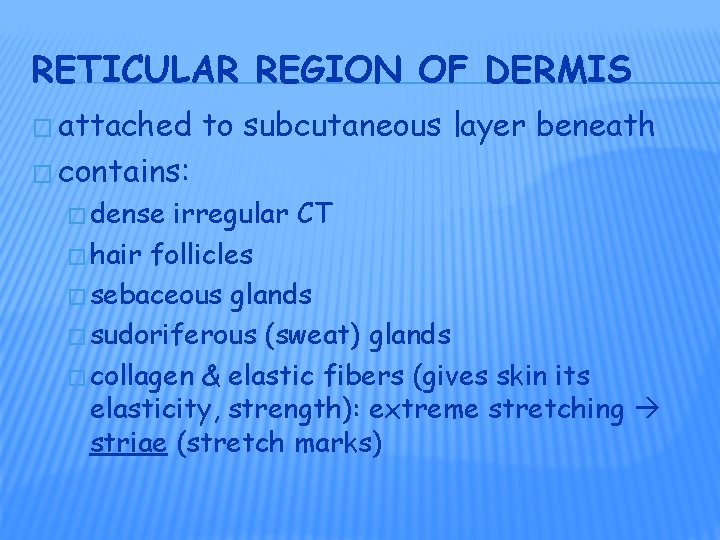 RETICULAR REGION OF DERMIS � attached to subcutaneous layer beneath � contains: � dense