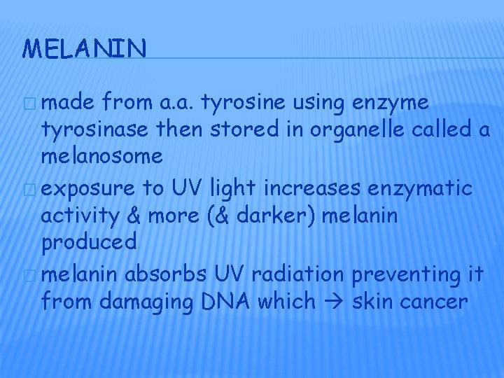 MELANIN � made from a. a. tyrosine using enzyme tyrosinase then stored in organelle