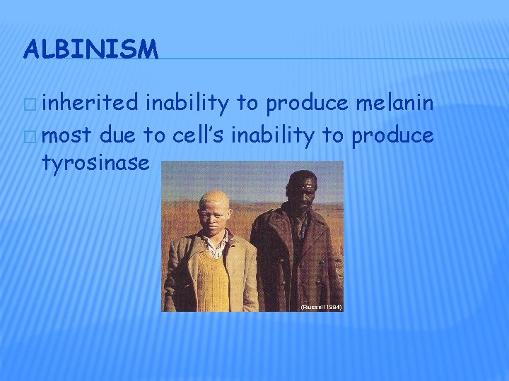 ALBINISM � inherited inability to produce melanin � most due to cell’s inability to