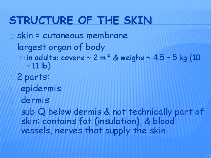 STRUCTURE OF THE SKIN � skin = cutaneous membrane � largest organ of body