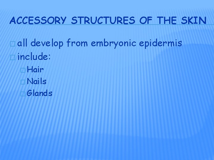 ACCESSORY STRUCTURES OF THE SKIN � all develop from embryonic epidermis � include: �