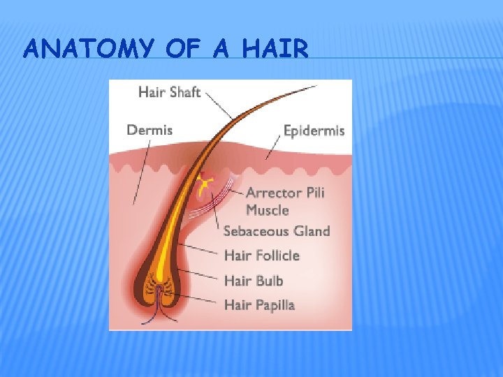 ANATOMY OF A HAIR 