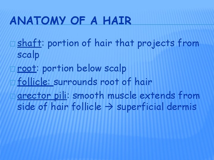 ANATOMY OF A HAIR � shaft: portion of hair that projects from scalp �