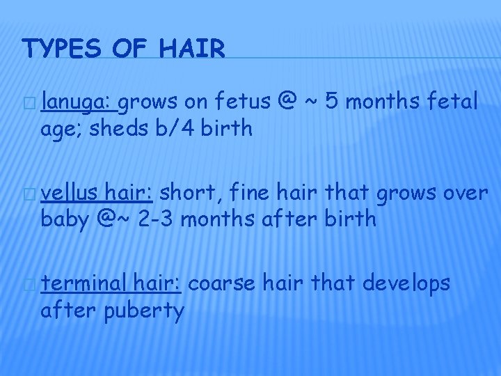 TYPES OF HAIR � lanuga: grows on fetus @ ~ 5 months fetal age;