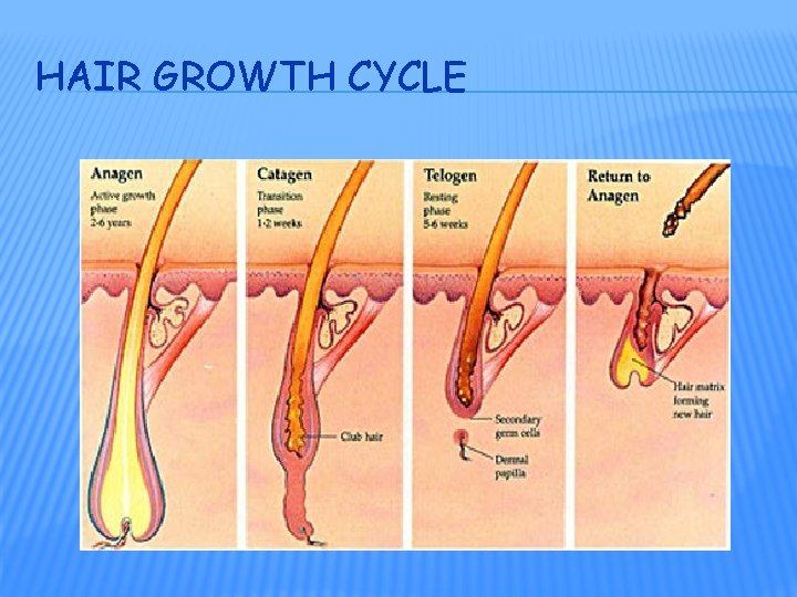 HAIR GROWTH CYCLE 