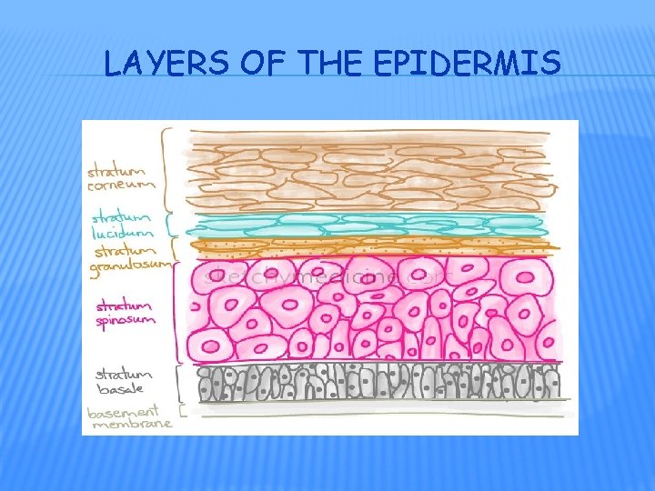 LAYERS OF THE EPIDERMIS 