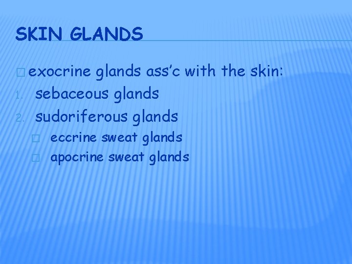 SKIN GLANDS � exocrine 1. 2. glands ass’c with the skin: sebaceous glands sudoriferous SKIN GLANDS � exocrine 1. 2. glands ass’c with the skin: sebaceous glands sudoriferous