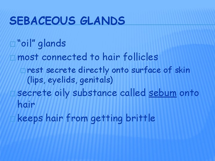 SEBACEOUS GLANDS � “oil” glands � most connected to hair follicles � rest secrete