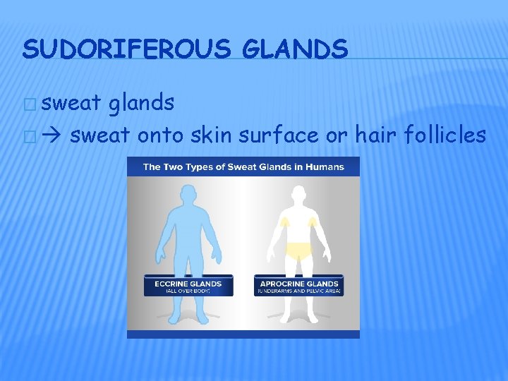 SUDORIFEROUS GLANDS � sweat glands � sweat onto skin surface or hair follicles 