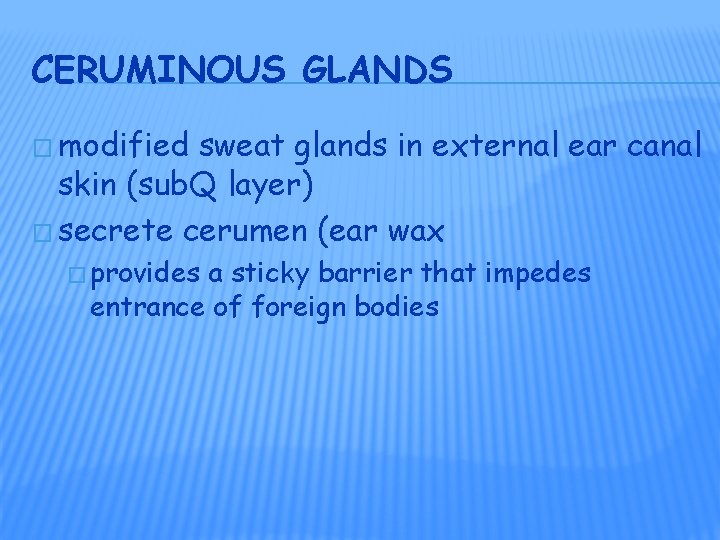 CERUMINOUS GLANDS � modified sweat glands in external ear canal skin (sub. Q layer)