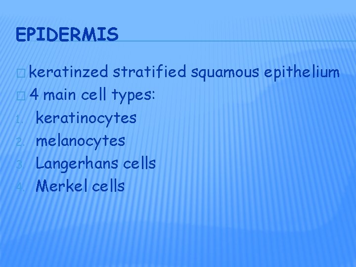 EPIDERMIS � keratinzed stratified squamous epithelium � 4 main cell types: 1. keratinocytes 2.