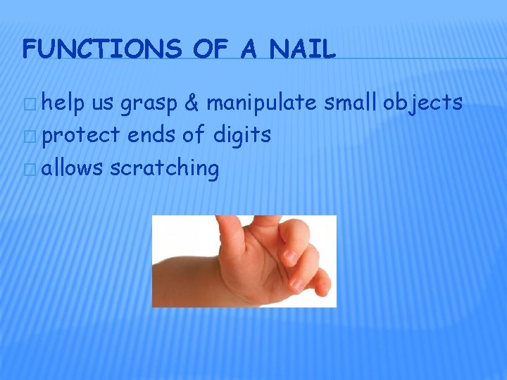 FUNCTIONS OF A NAIL � help us grasp & manipulate small objects � protect