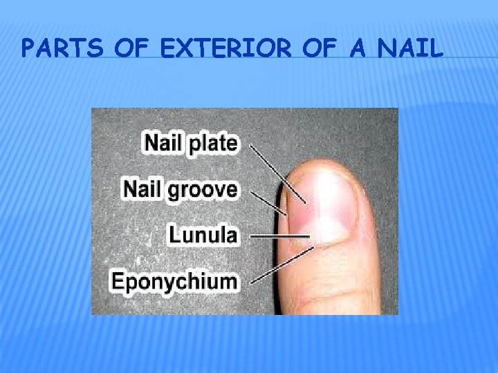 PARTS OF EXTERIOR OF A NAIL 