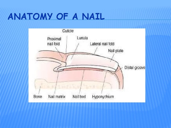 ANATOMY OF A NAIL 