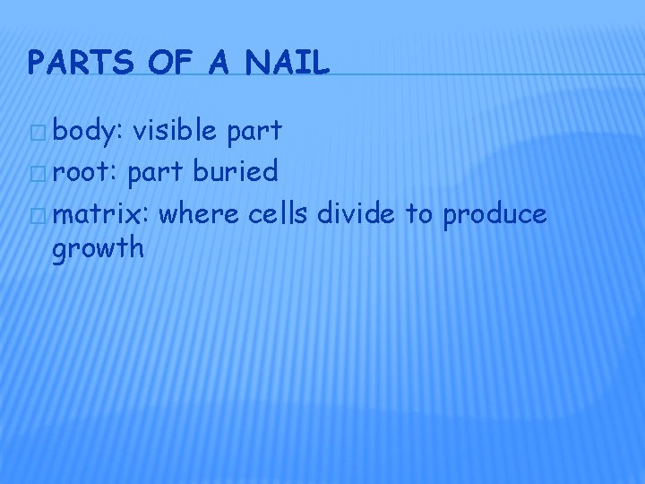 PARTS OF A NAIL � body: visible part � root: part buried � matrix: