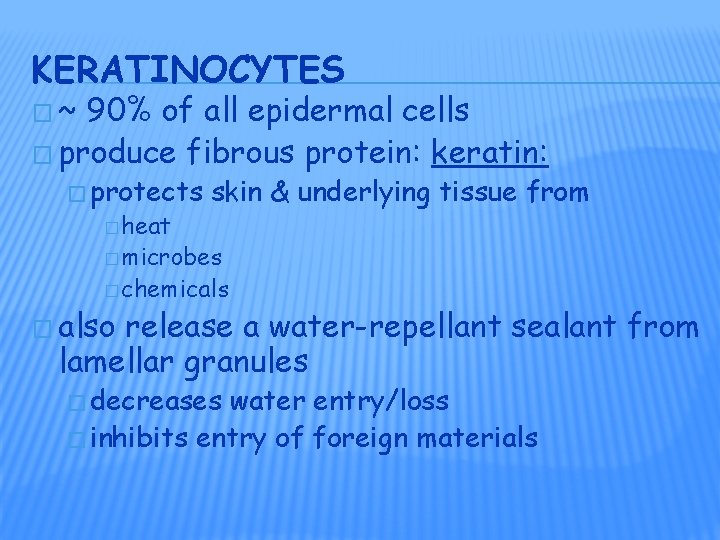 KERATINOCYTES �~ 90% of all epidermal cells � produce fibrous protein: keratin: � protects