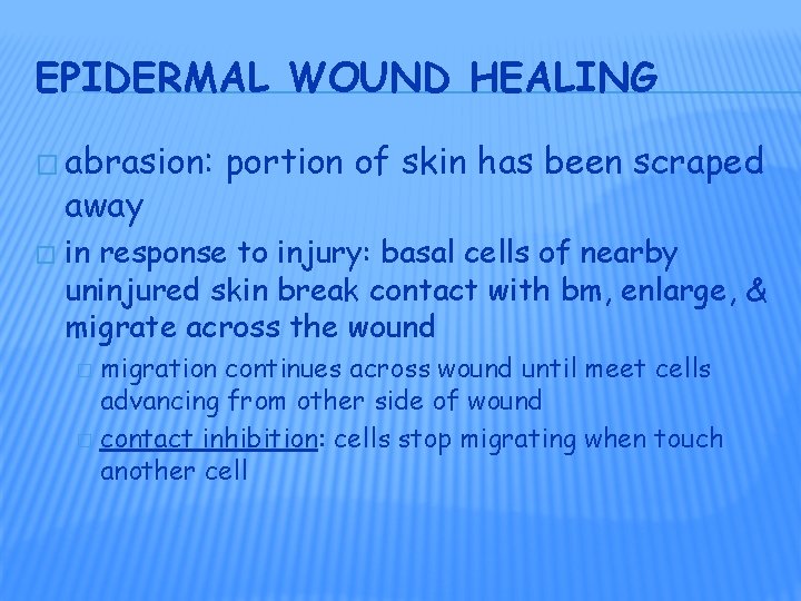 EPIDERMAL WOUND HEALING � abrasion: away � portion of skin has been scraped in