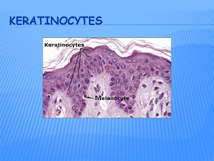 KERATINOCYTES 