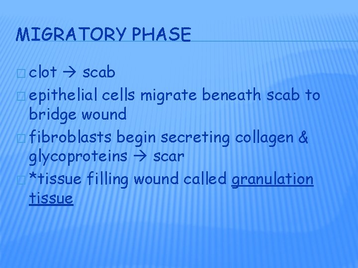MIGRATORY PHASE � clot scab � epithelial cells migrate beneath scab to bridge wound MIGRATORY PHASE � clot scab � epithelial cells migrate beneath scab to bridge wound
