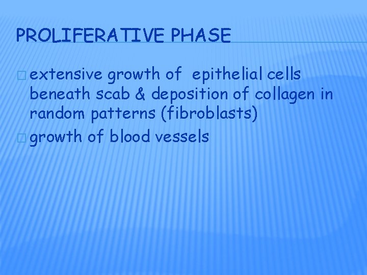 PROLIFERATIVE PHASE � extensive growth of epithelial cells beneath scab & deposition of collagen