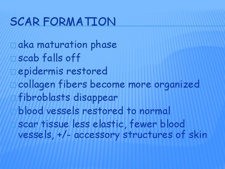 SCAR FORMATION � aka maturation phase � scab falls off � epidermis restored �