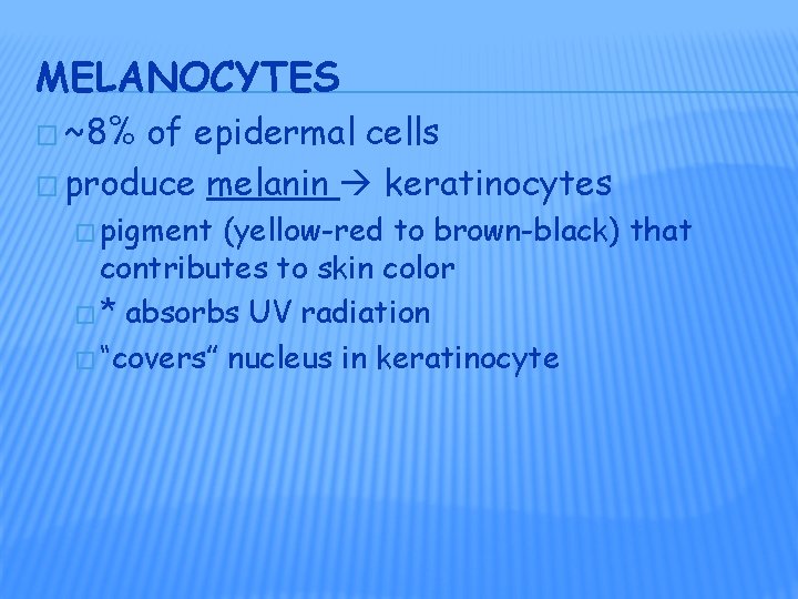 MELANOCYTES � ~8% of epidermal cells � produce melanin keratinocytes � pigment (yellow-red to MELANOCYTES � ~8% of epidermal cells � produce melanin keratinocytes � pigment (yellow-red to