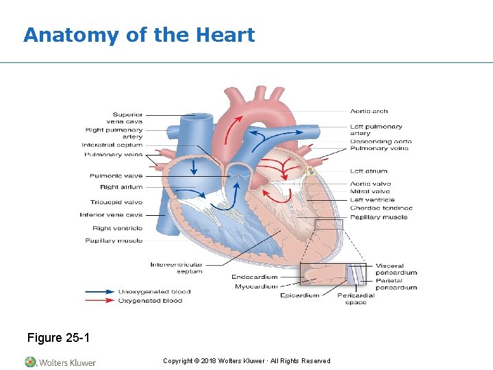 Anatomy of the Heart Figure 25 -1 Copyright © 2018 Wolters Kluwer · All