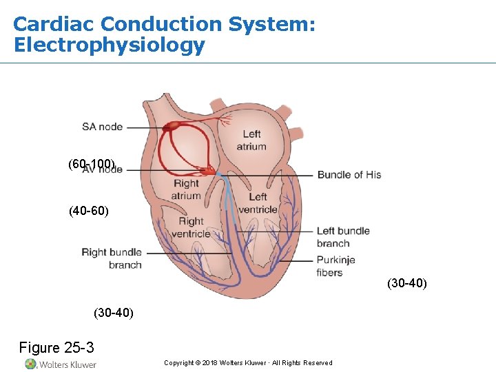 Cardiac Conduction System: Electrophysiology (60 -100) (40 -60) (30 -40) Figure 25 -3 Copyright