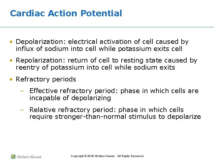 Cardiac Action Potential • Depolarization: electrical activation of cell caused by influx of sodium