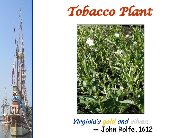 Tobacco Plant Virginia’s gold and silver. -- John Rolfe, 1612 