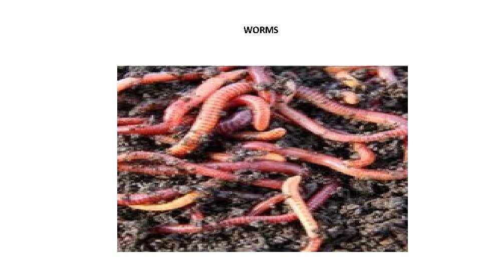 WORMS WORMS