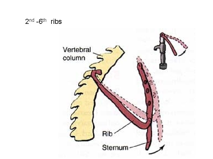 Mechanics of respiration Dr Kalpana Specific Learning objectives