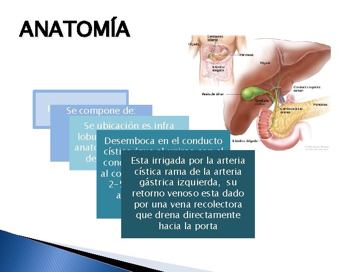 ANATOMÍA Reservorio bilis de: Se compone Cuerpo Se ubicación es infra Fondo lobular. Desemboca