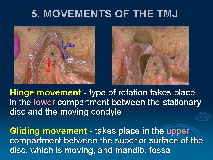 Tmj Function ARTICULATIO TEMPOROMANDIBULARIS Temporomandibular joint Allows for ...