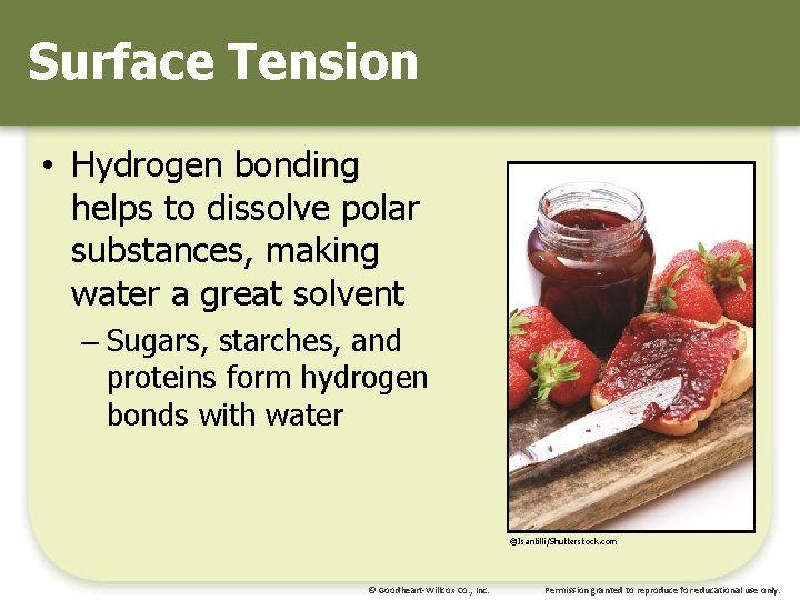 Surface Tension • Hydrogen bonding helps to dissolve polar substances, making water a great