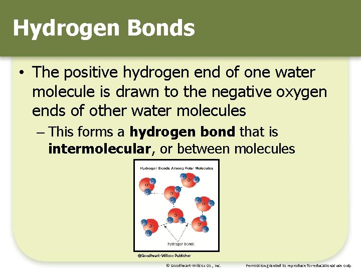 Hydrogen Bonds • The positive hydrogen end of one water molecule is drawn to