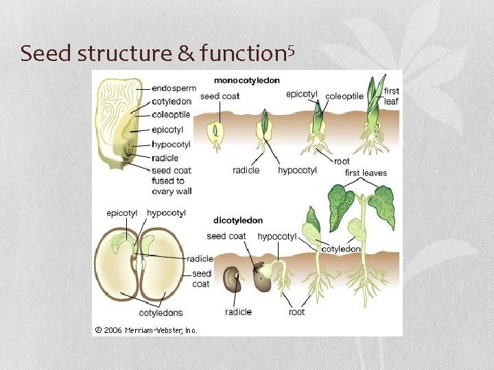 Seed structure & function 5 