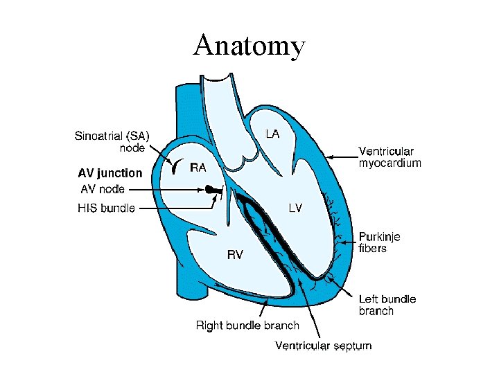 Anatomy 