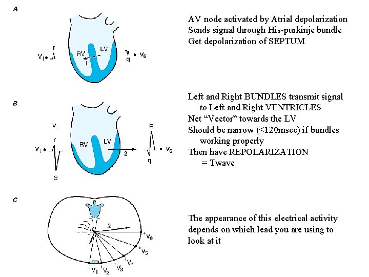 AV node activated by Atrial depolarization Sends signal through His-purkinje bundle Get depolarization of