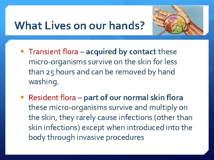 What Lives on our hands? § Transient flora – acquired by contact these micro-organisms