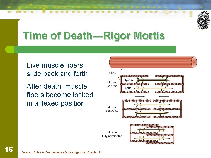 Time of Death—Rigor Mortis Live muscle fibers slide back and forth After death, muscle