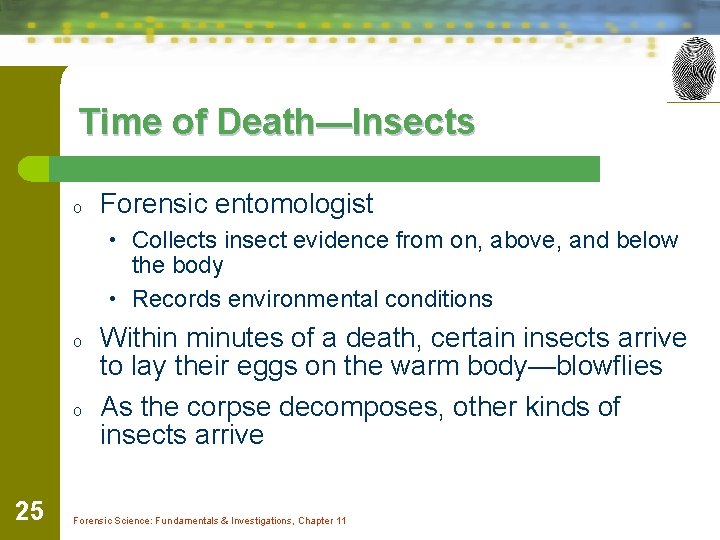Time of Death—Insects o Forensic entomologist • Collects insect evidence from on, above, and