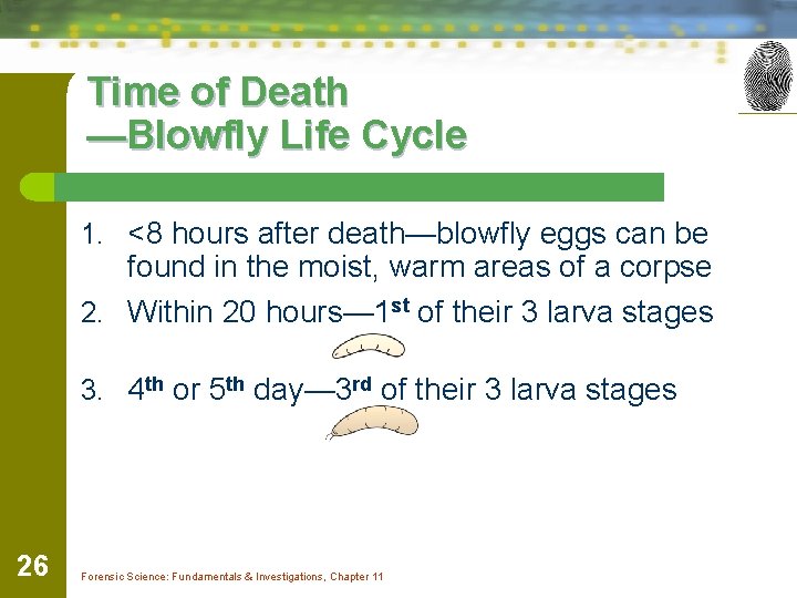 Time of Death —Blowfly Life Cycle 1. <8 hours after death—blowfly eggs can be
