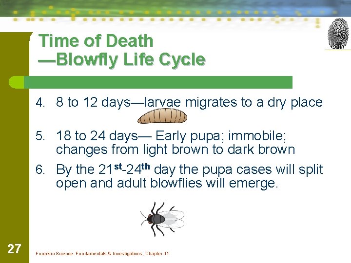 Time of Death —Blowfly Life Cycle 4. 8 to 12 days—larvae migrates to a