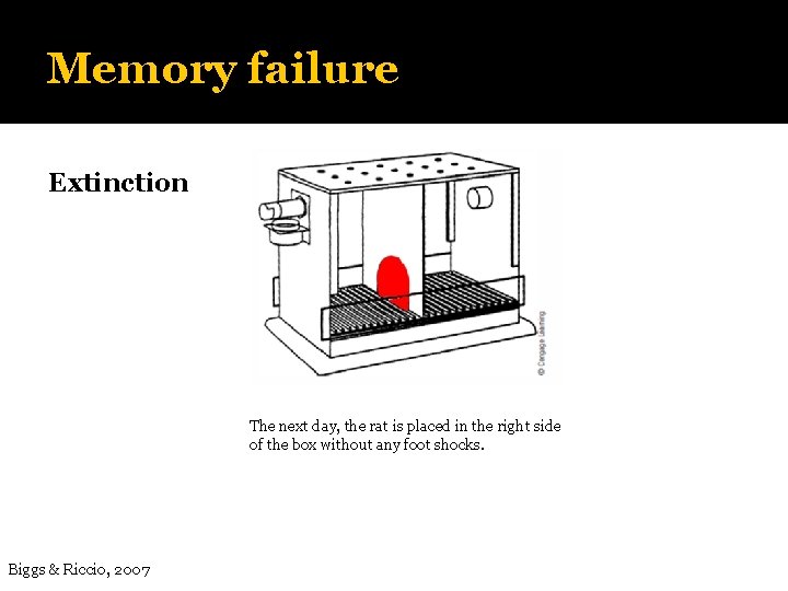Memory failure Extinction The next day, the rat is placed in the right side