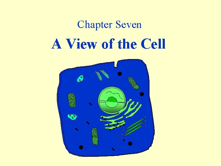 Chapter Seven A View of the Cell 