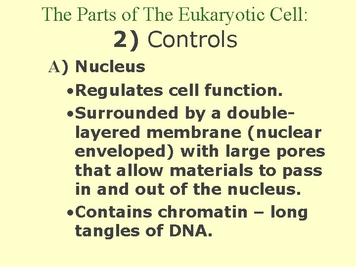 The Parts of The Eukaryotic Cell: 2) Controls A) Nucleus • Regulates cell function.