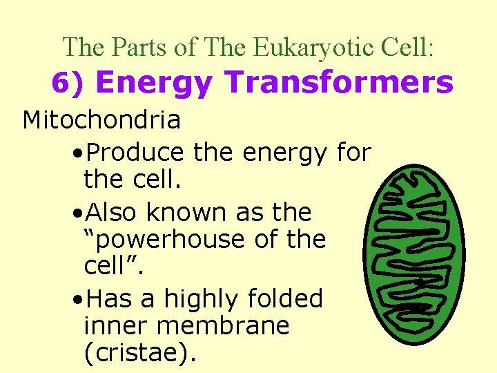 The Parts of The Eukaryotic Cell: 6) Energy Transformers Mitochondria • Produce the energy
